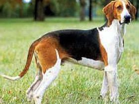 Anglo-Français de petite vénerie