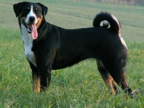 Appenzeller Sennenhund