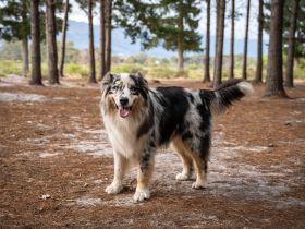 Australian Shepherd