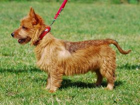 Australian Terrier