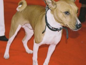 Basenji