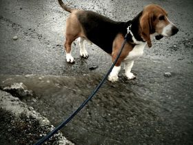 Basset artésien normand