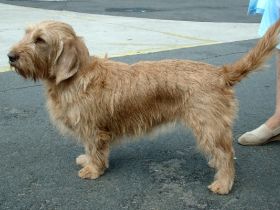 Basset fauve de Bretagne