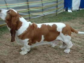 Basset Hound