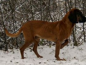 Bayerischer Gebirgsschweißhund