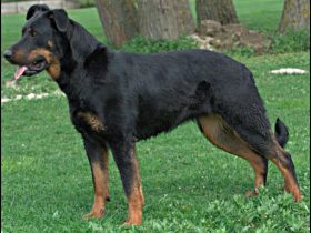 Beauceron