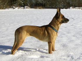 Belgischer Schäferhund