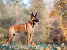 Belgischer Schäferhund