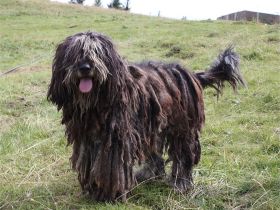Bergamasker Hirtenhund