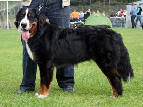 Berner Sennenhund