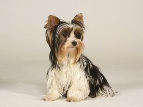 Biewer Yorkshire Terrier