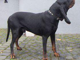 Black and Tan Coonhound