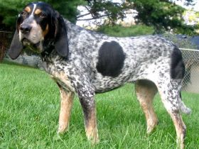 Bluetick Coonhound