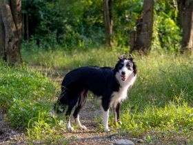 Border Collie