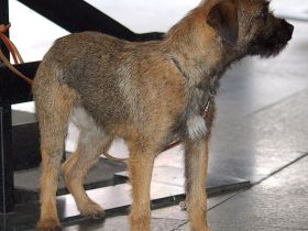 Border Terrier