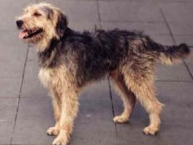 Bosnische rauhaarige Bracke