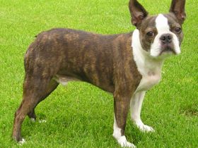 Boston Terrier
