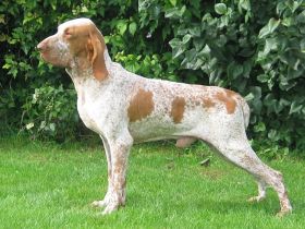 Bracco Italiano