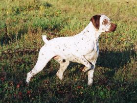 Braque du Bourbonnais