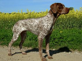 Braque Français, type Gascogne