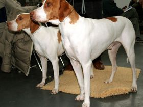 Braque Saint-Germain