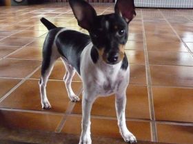 Brasilianischer Terrier