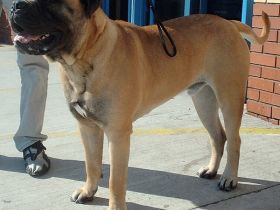 Bullmastiff