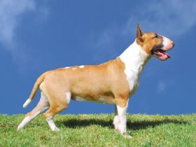 Bullterrier