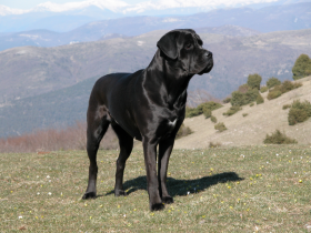 Cane Corso Italiano