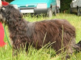 Cão da Serra de Aires