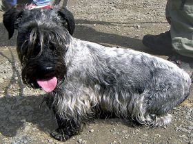 Cesky Terrier