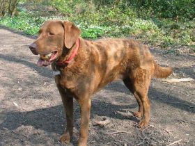 Chesapeake Bay Retriever