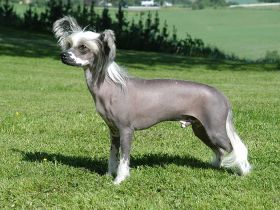 Chinesischer Schopfhund