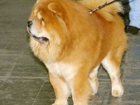 Chow-Chow