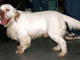 Clumber Spaniel