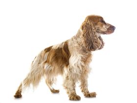 Cocker Spaniel