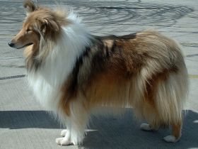 Collie Langhaar