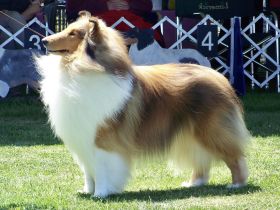 Collie Langhaar