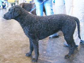 Curly-Coated Retriever