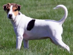 Dänisch-schwedischer Farmhund