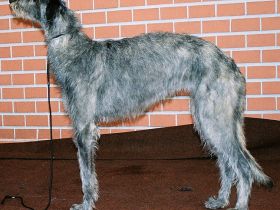 Deerhound