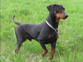 Deutscher Pinscher