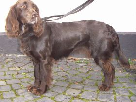 Deutscher Wachtelhund