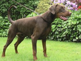 Dobermann