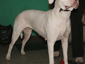 Dogo Argentino