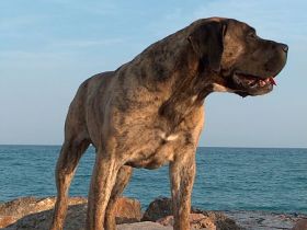 Dogo Canario