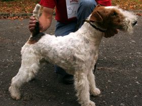Drahthaar-Foxterrier
