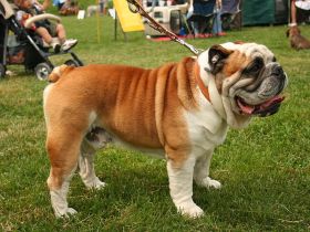 Englische Bulldogge