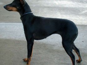English Toy Terrier