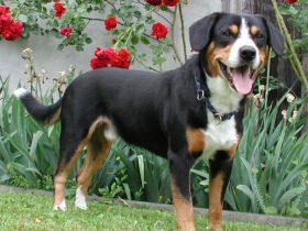 Entlebucher Sennenhund